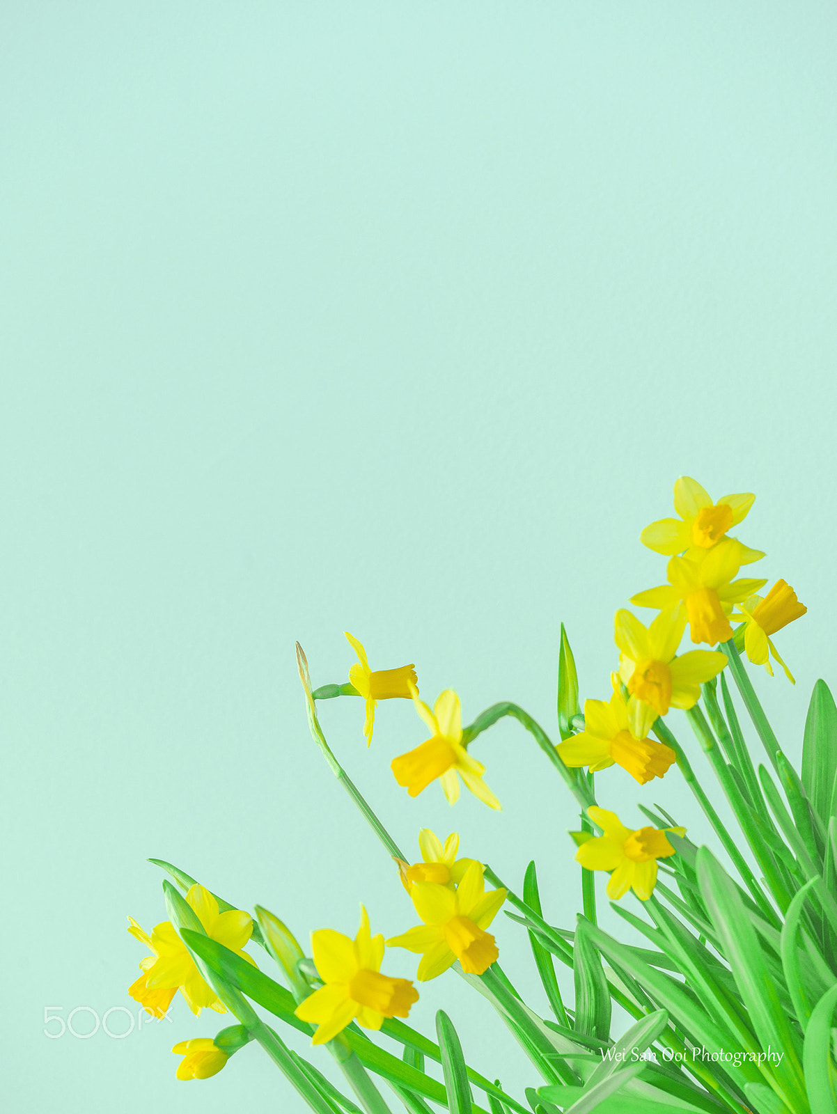 Panasonic Lumix DMC-GX7 sample photo. Daffodils 68 photography