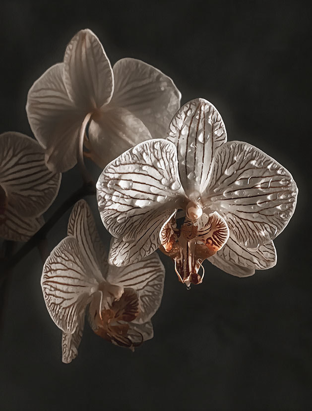 Canon EOS 5D Mark II + Sigma 70mm F2.8 EX DG Macro sample photo. Orchid photography