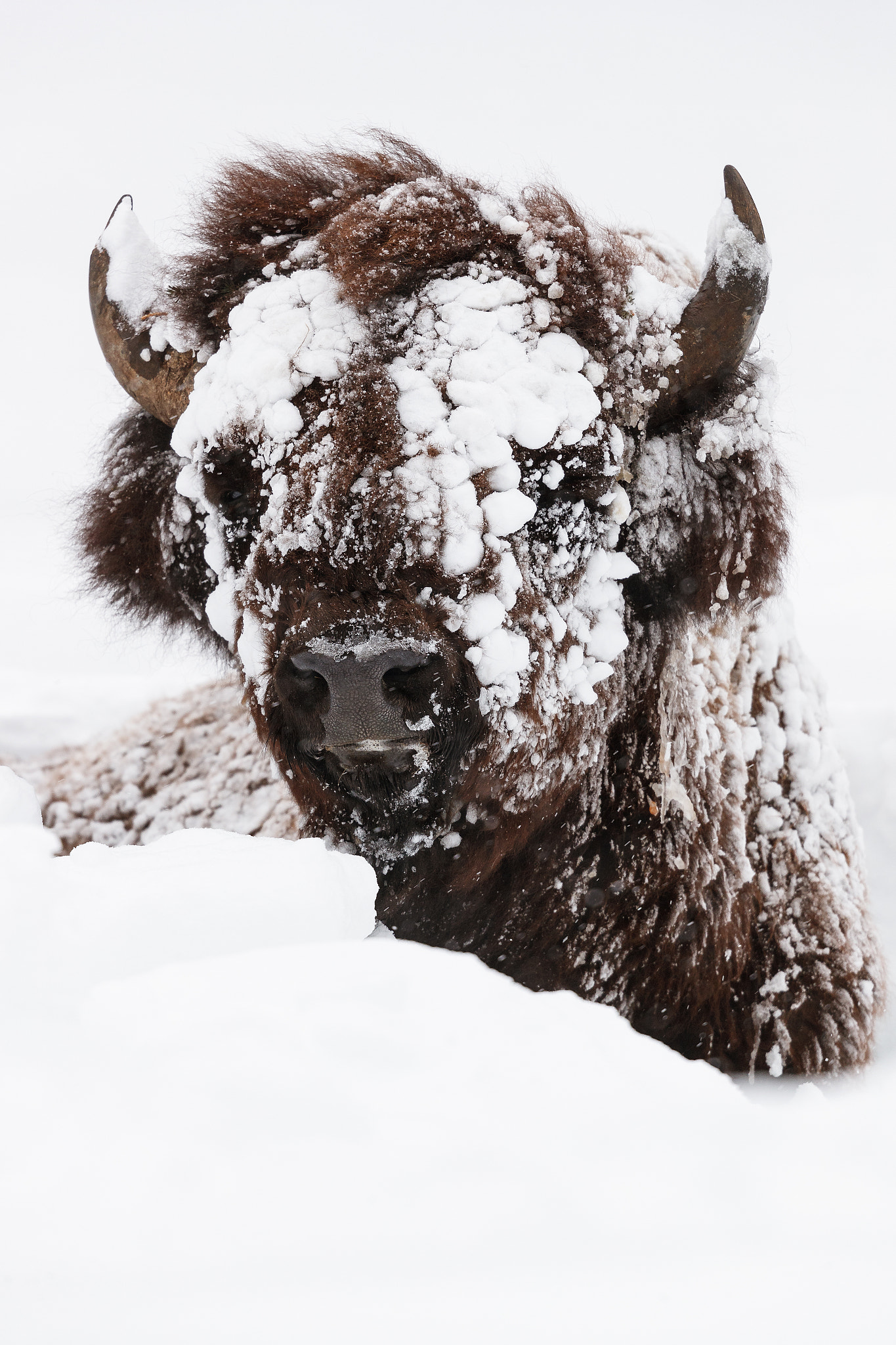 Canon EF 500mm F4L IS II USM sample photo. Bisonte photography
