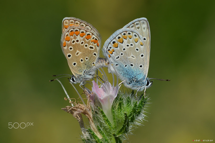 Sigma 105mm F2.8 EX DG OS HSM sample photo. Butterfly photography