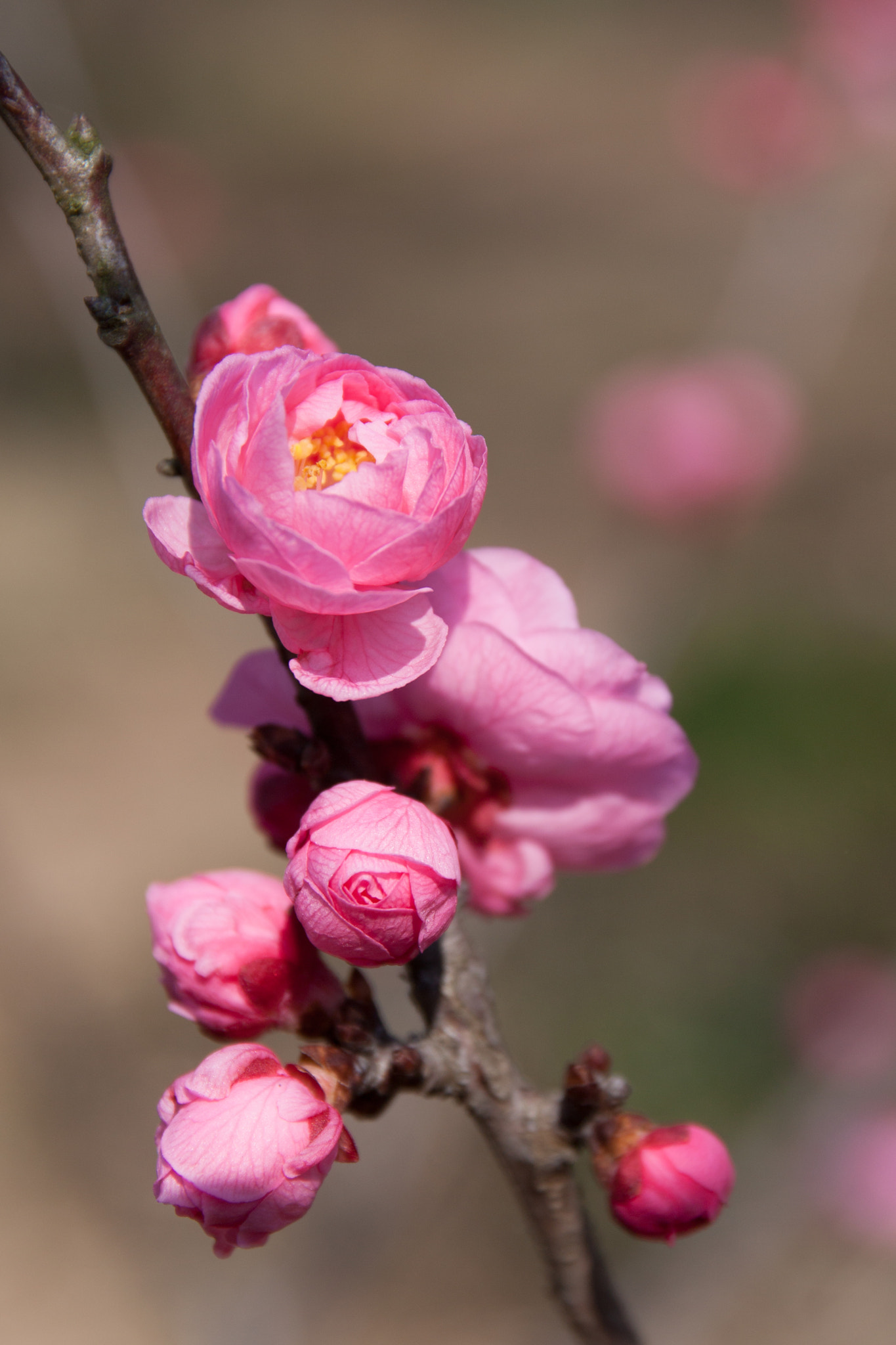 Canon EOS 500D (EOS Rebel T1i / EOS Kiss X3) + Sigma 17-70mm F2.8-4 DC Macro OS HSM sample photo. Plum blossom photography