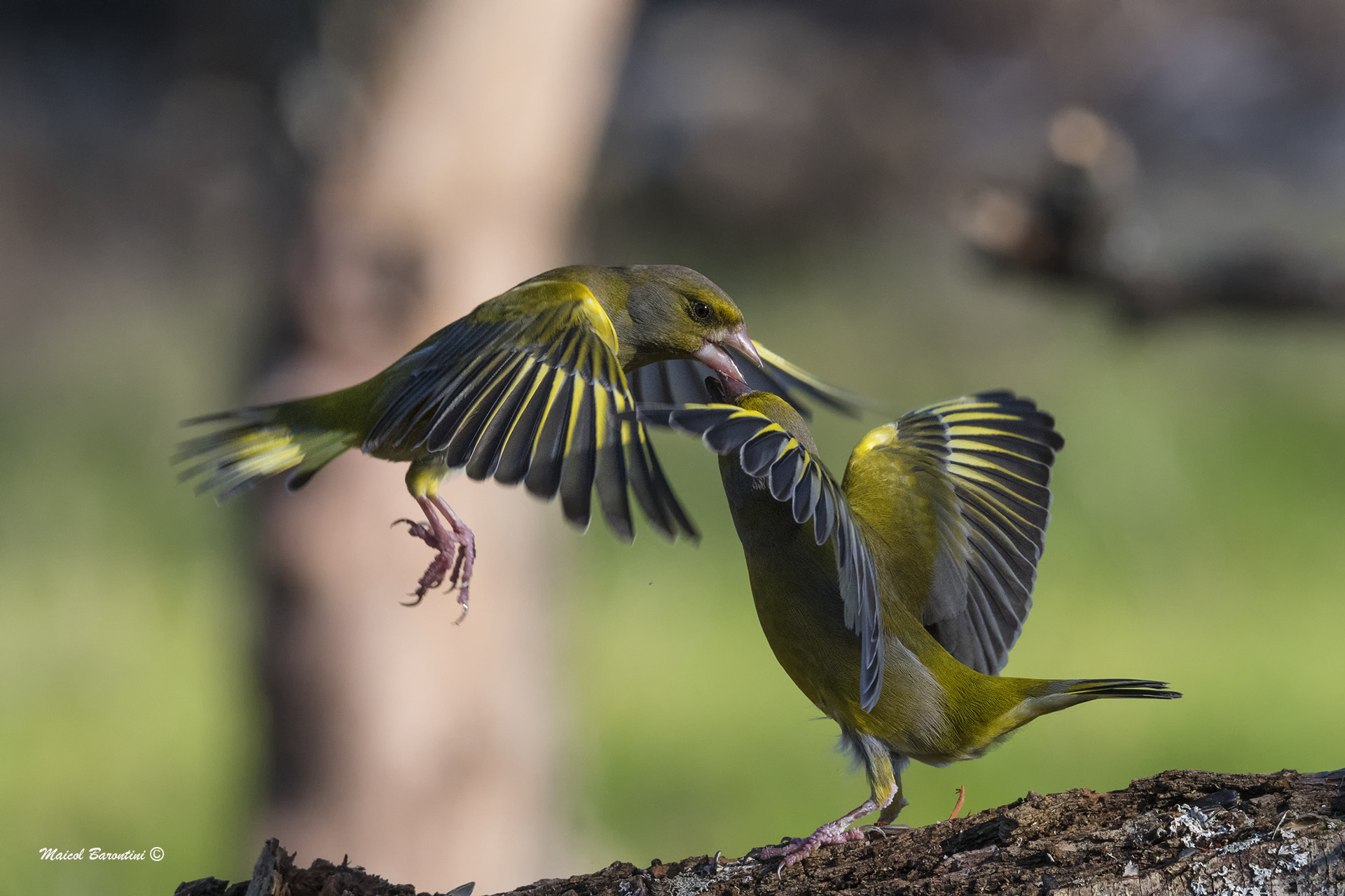 Sigma 120-400mm F4.5-5.6 DG OS HSM sample photo. Verdoni photography