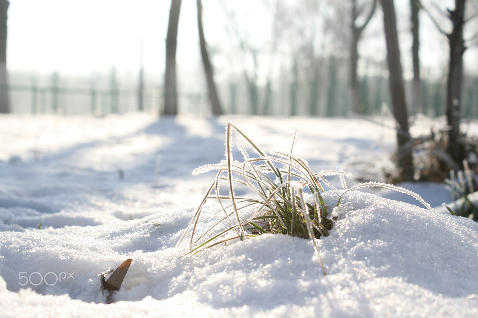 Canon EOS 30D sample photo. Img photography