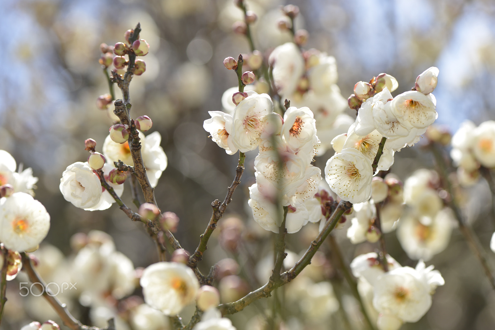 Nikon AF-S Micro-Nikkor 105mm F2.8G IF-ED VR sample photo. White plum and spring photography