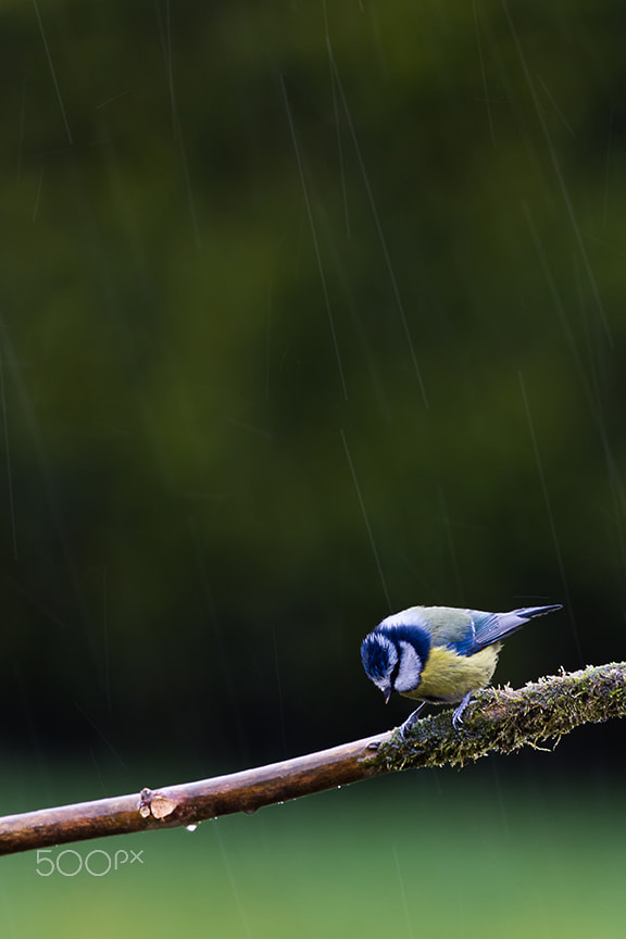 Canon EOS 5DS R + Canon EF 100-400mm F4.5-5.6L IS II USM sample photo. Soaking up the rain photography