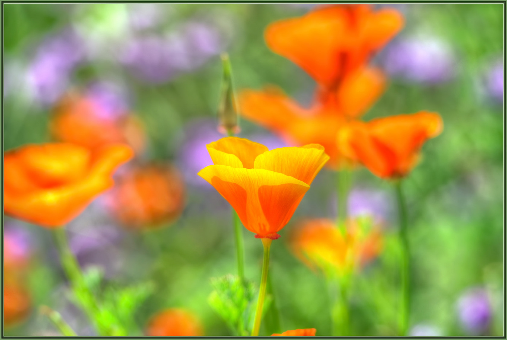 Sigma 120-400mm F4.5-5.6 DG OS HSM sample photo. Spring palette photography