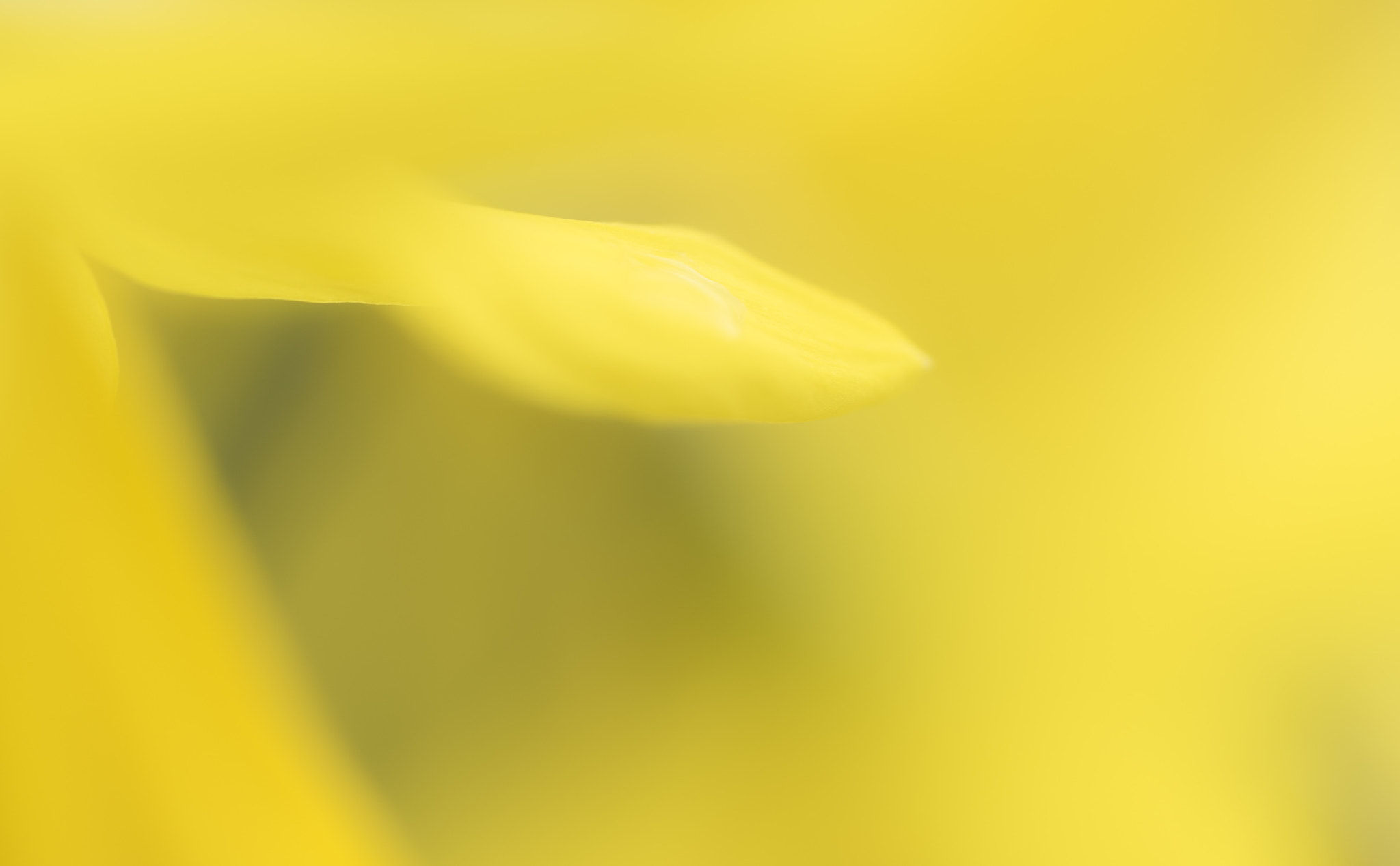 Sony a7R + Sony FE 90mm F2.8 Macro G OSS sample photo. Spring colours photography
