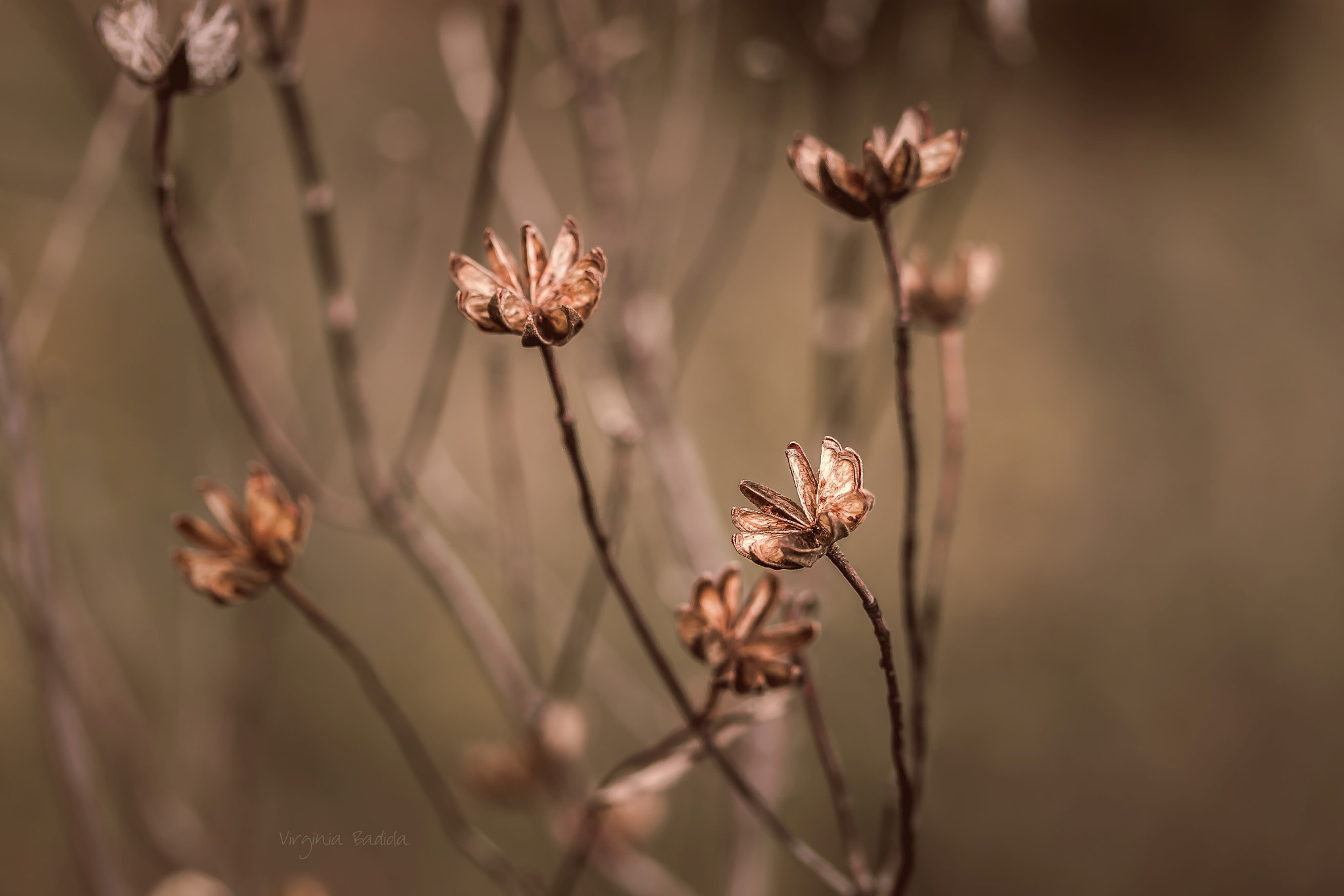 Canon EF-S 60mm F2.8 Macro USM sample photo. *** photography