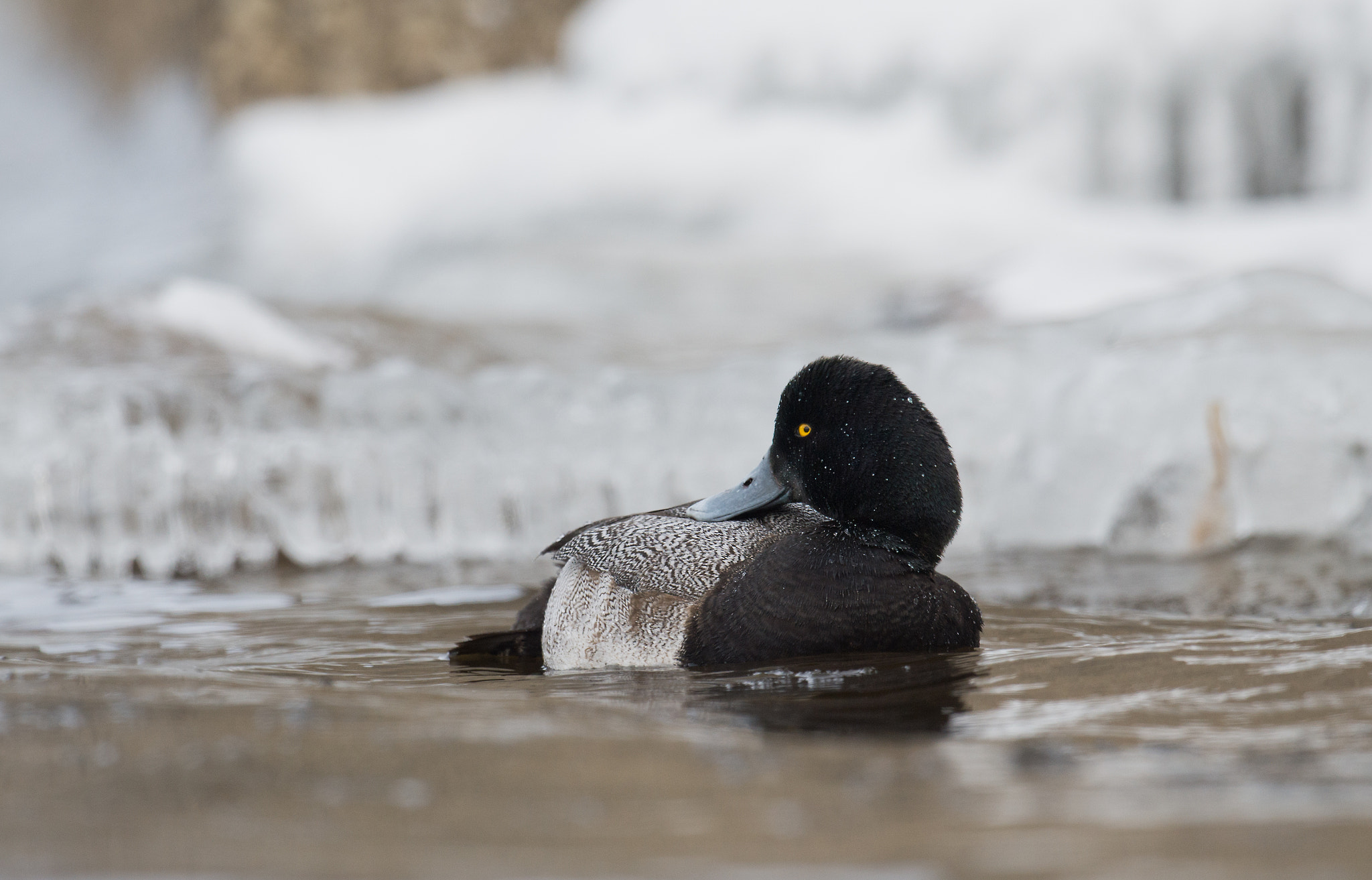 Nikon AF-S Nikkor 800mm F5.6E FL ED VR sample photo. Petit fuligule, aythaya affinis, lesser scaup photography