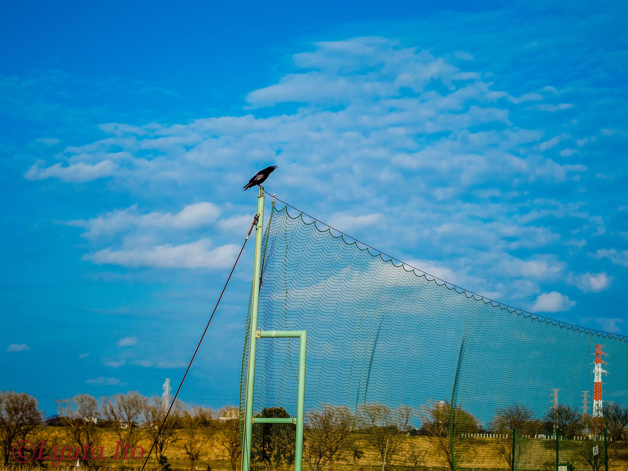 Olympus OM-D E-M5 II + Olympus M.Zuiko Digital 45mm F1.8 sample photo. A crow photography