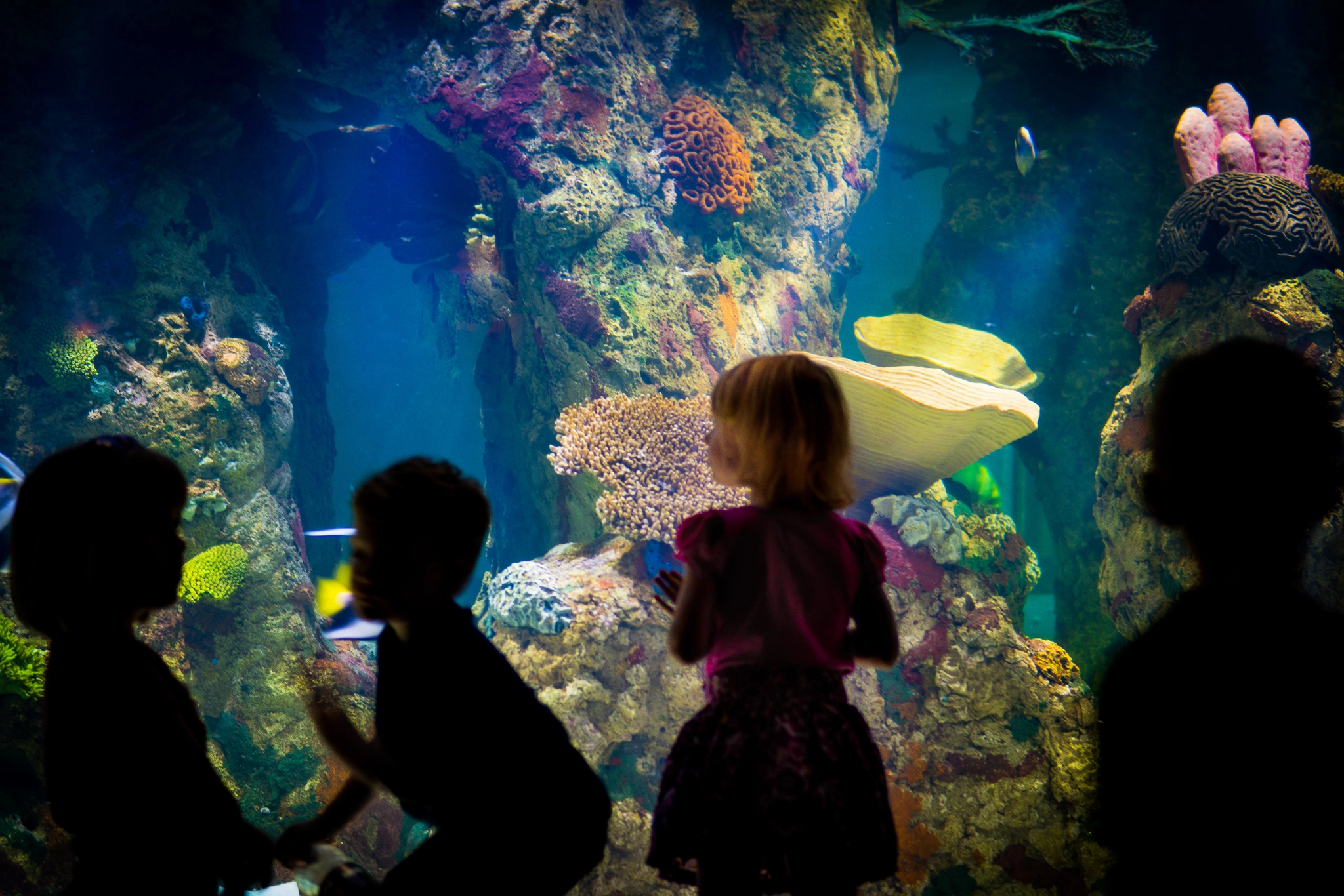 Sony a6300 sample photo. "aquarium excitement" #photojambo photography