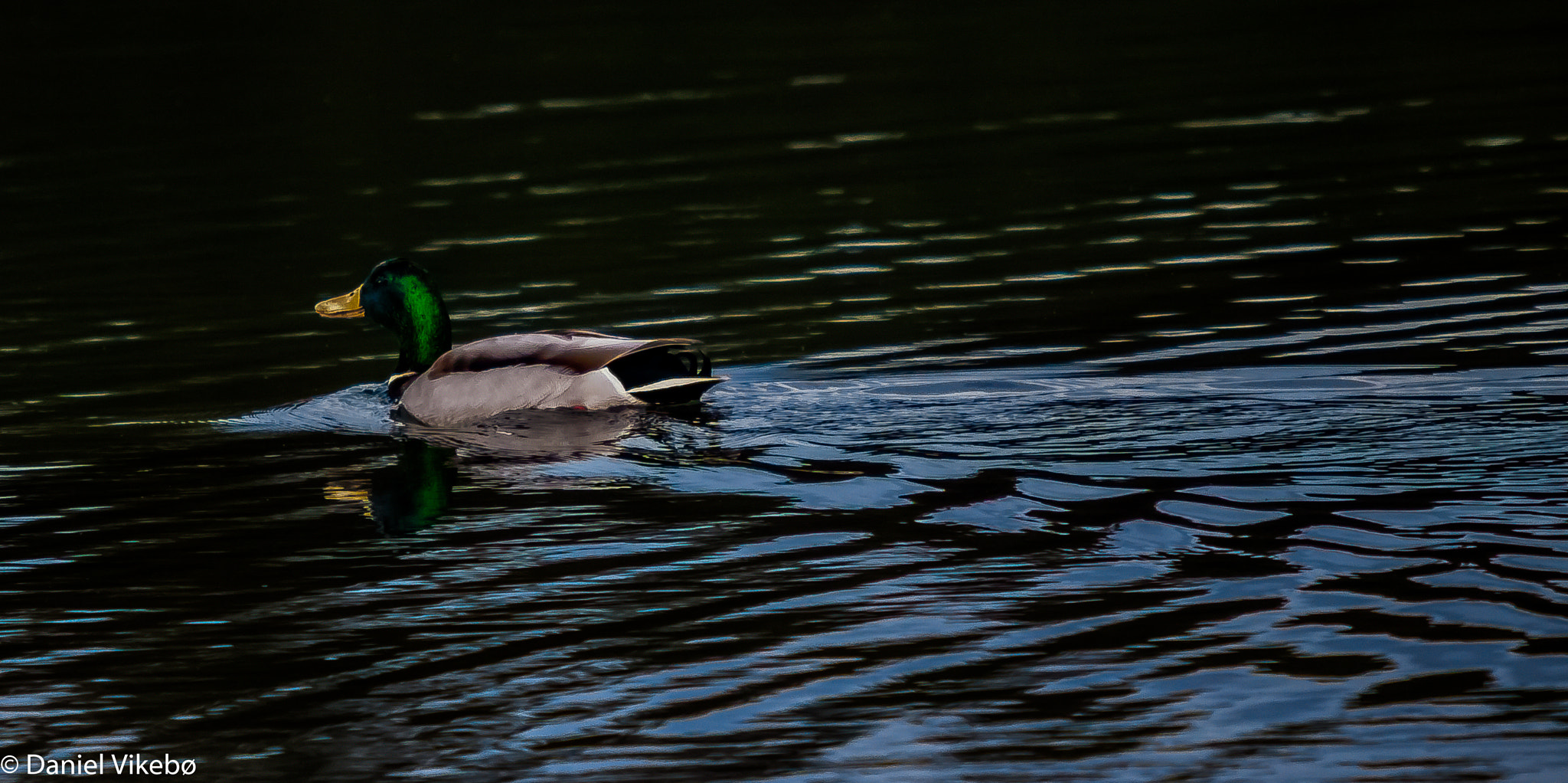 Sigma 50-500mm f/4-6.3 APO HSM EX sample photo. Overdone edit but kinda cool. photography