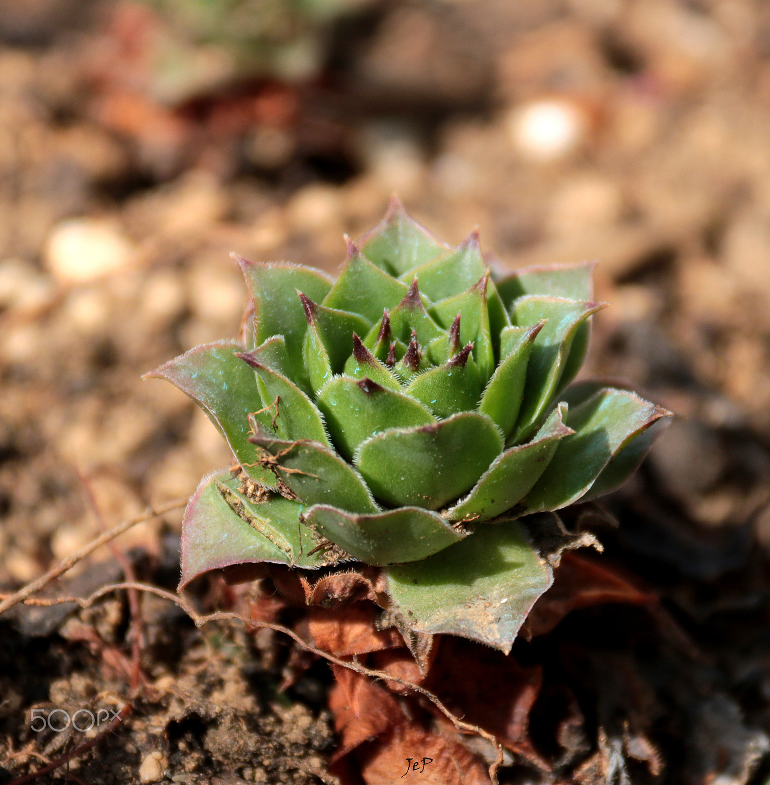 Canon EOS 760D (EOS Rebel T6s / EOS 8000D) sample photo. Čuvarkuća photography