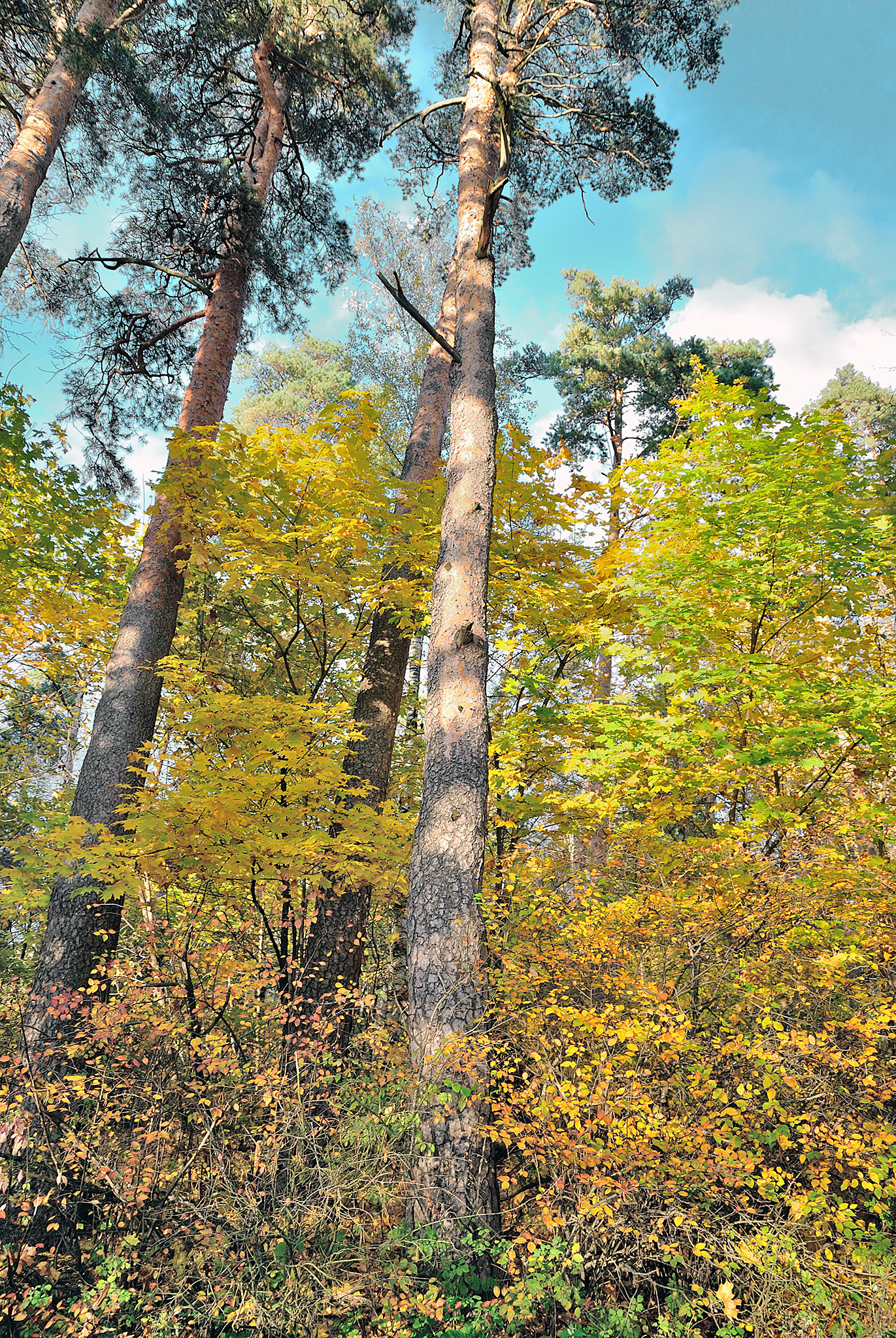 Nikon D3000 sample photo. Autumn forest photography