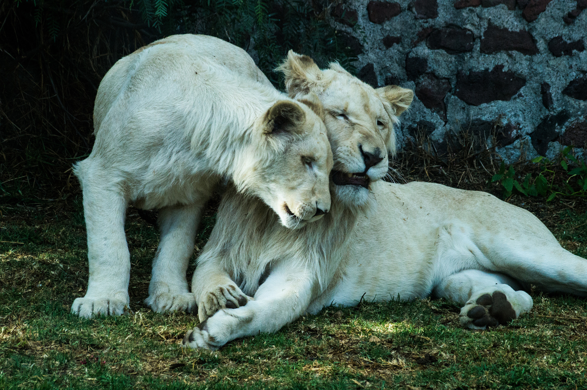 Sony 75-300mm F4.5-5.6 sample photo. Amor al natural photography