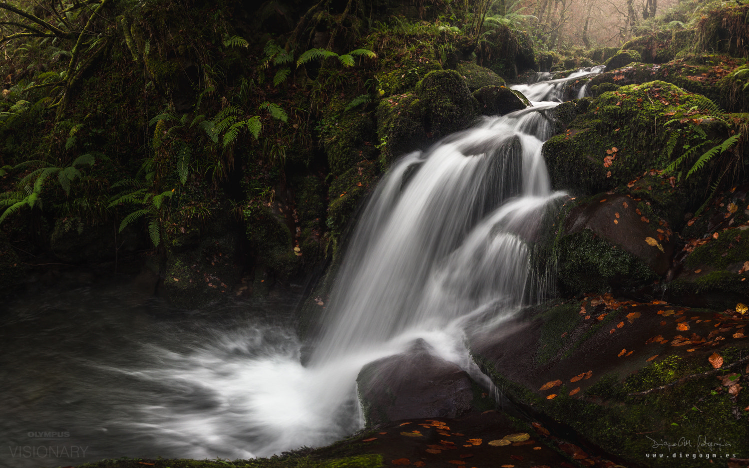 OLYMPUS M.9-18mm F4.0-5.6 sample photo. In the depths of the forest iii photography