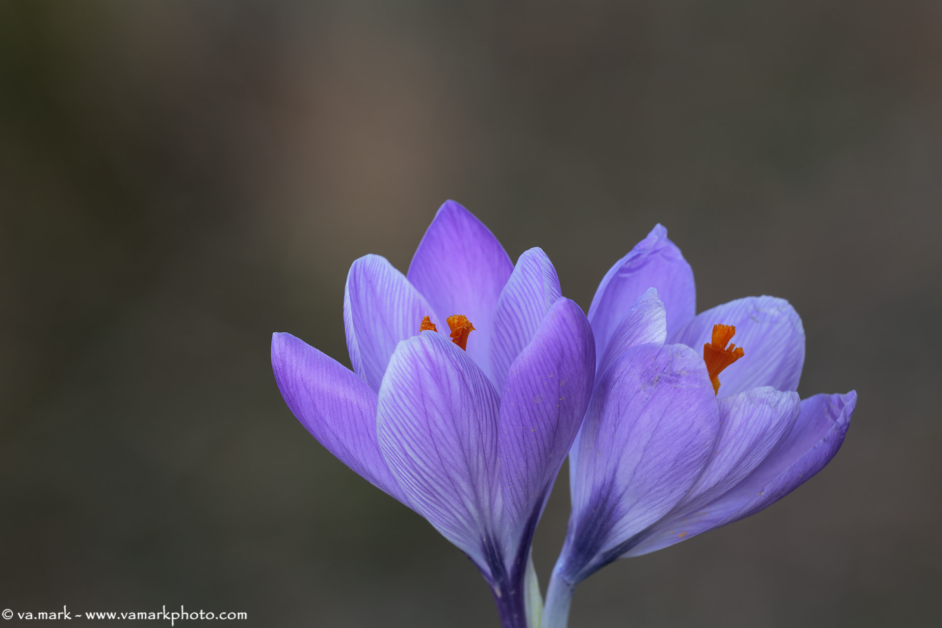 Canon EF 180mm F3.5L Macro USM sample photo. Crocus photography