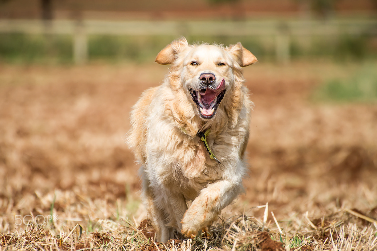 Nikon D600 sample photo. Golden retriever running photography