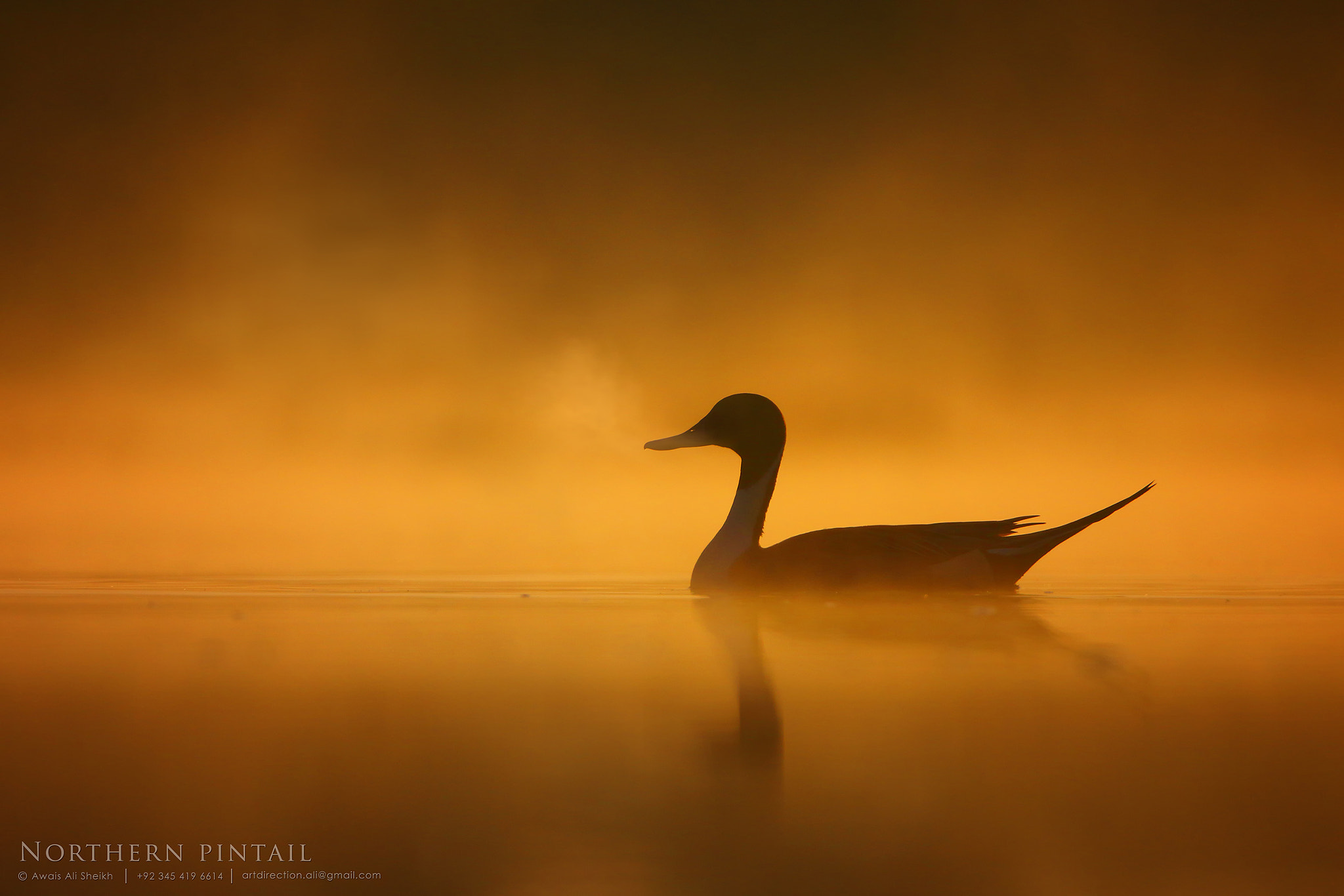Canon EF 500mm F4L IS II USM sample photo. The golden puff photography