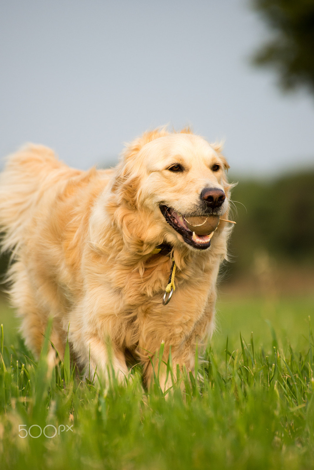 Nikon D600 sample photo. Lilly in the fields photography
