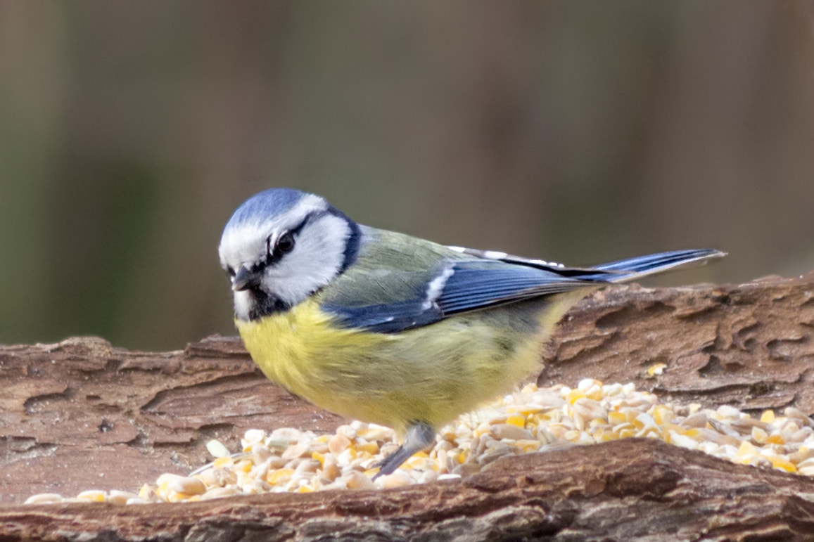 Canon EF-S 55-250mm F4-5.6 IS II sample photo. Tender tit photography