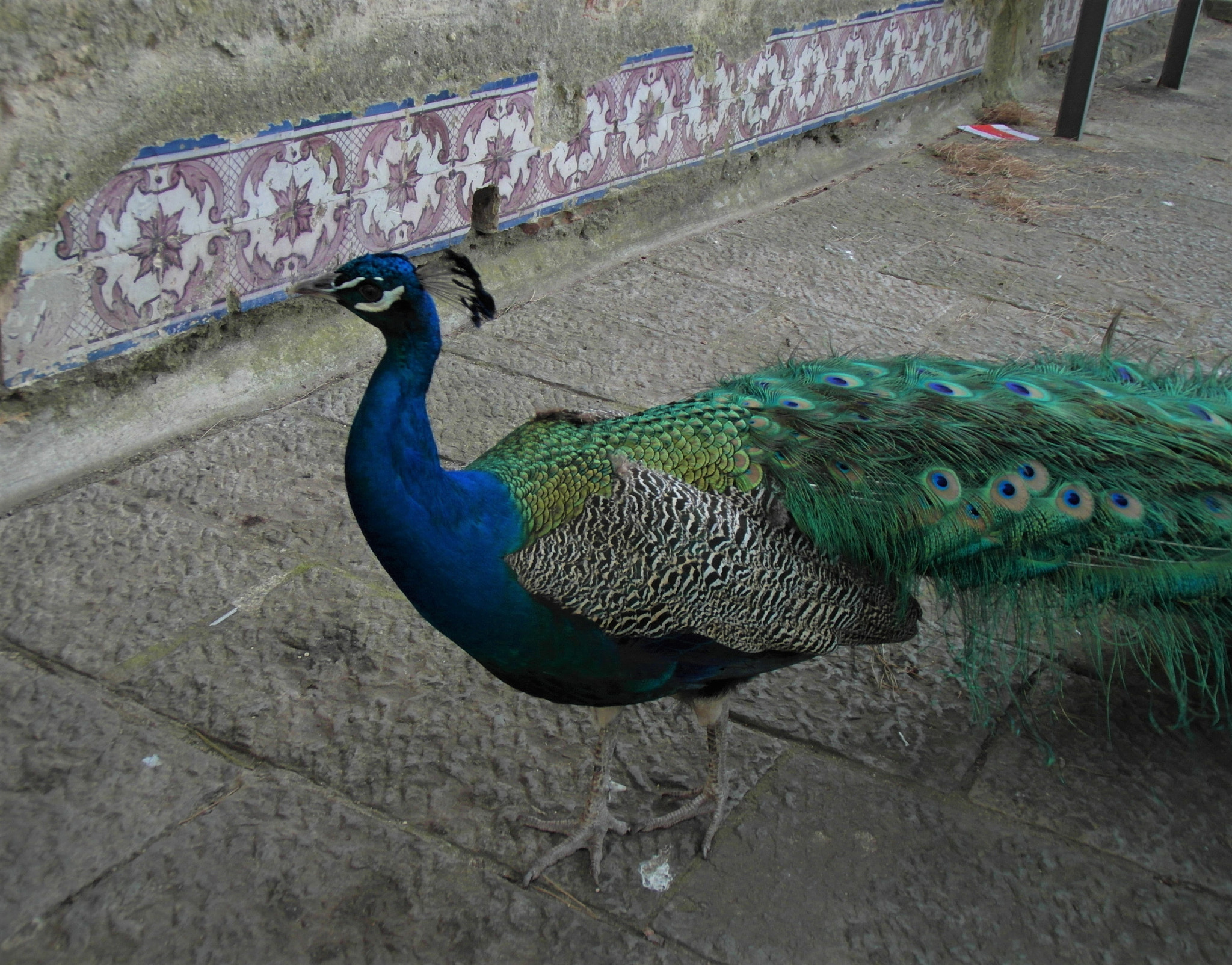 Samsung WB750 sample photo. Peacock photography