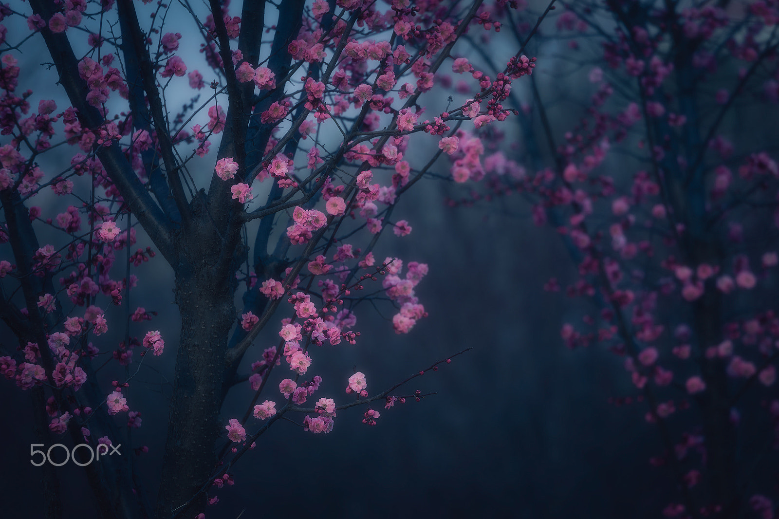 Canon EOS 6D + Canon EF 70-300mm F4.5-5.6 DO IS USM sample photo. Plum blossom photography