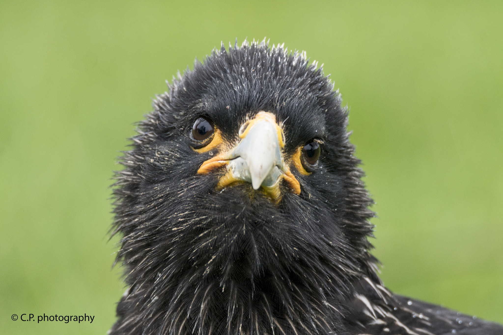 Sony a6300 sample photo. Bird of prey photography