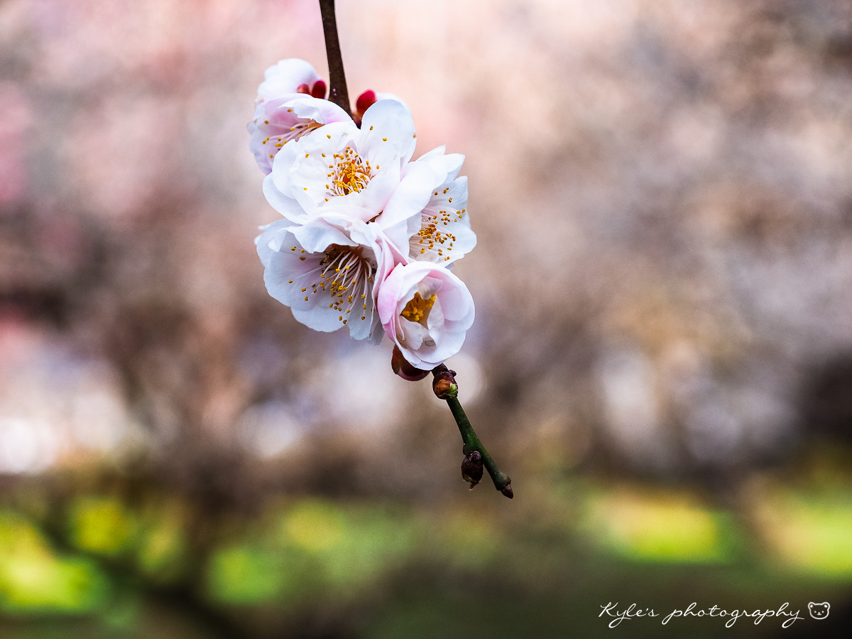 Olympus OM-D E-M1 + Olympus Zuiko Digital 14-54mm F2.8-3.5 II sample photo. 梅林寺 photography