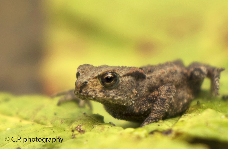 Sony a7S sample photo. Toad photography