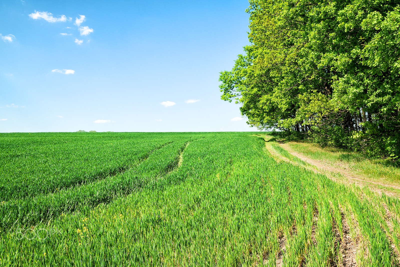 Canon EF-S 10-22mm F3.5-4.5 USM sample photo. Country road in a field photography