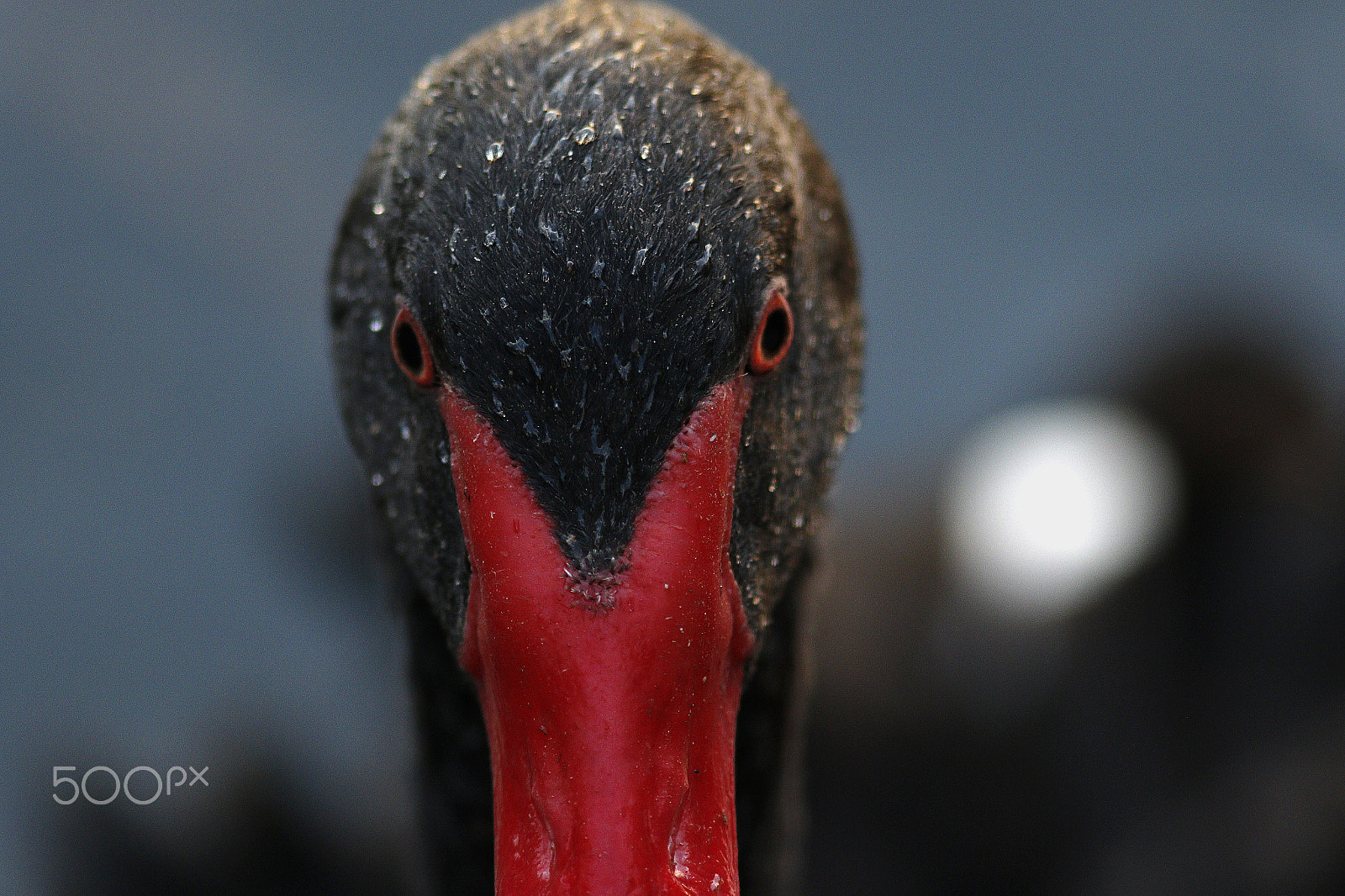 Canon EF 300mm F4L IS USM sample photo. Black swan (cygnus atratus) photography