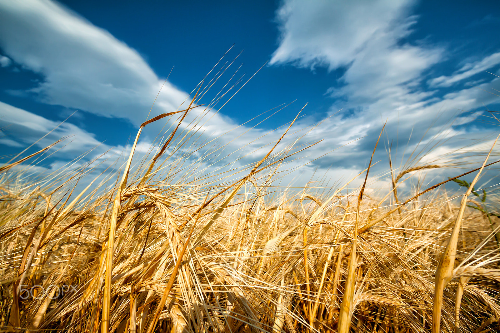 Canon EF-S 10-22mm F3.5-4.5 USM sample photo. Golden ears of wheat against the blue sky photography