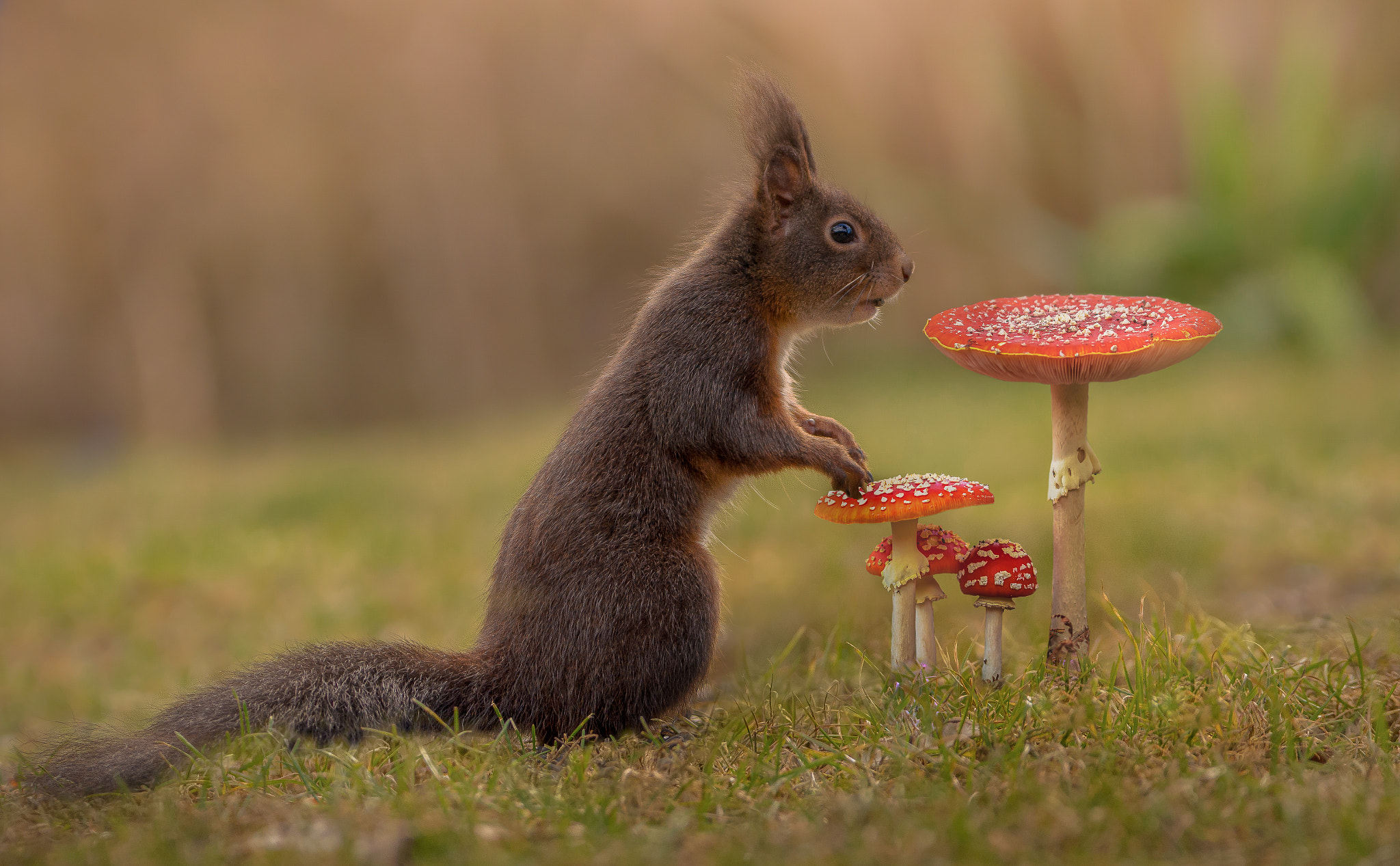 Sigma 150-600mm F5-6.3 DG OS HSM | C sample photo. Squirrel photography