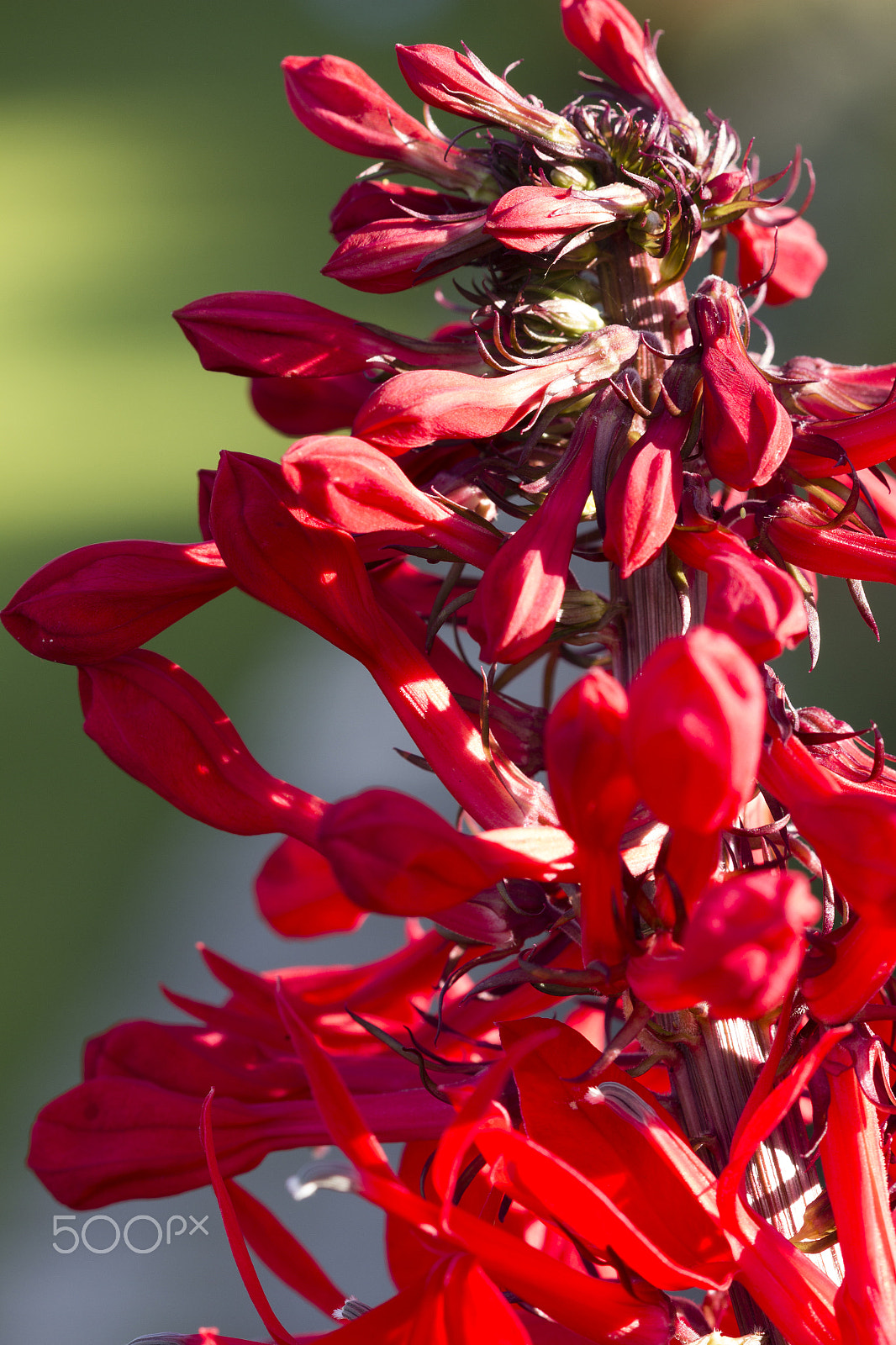 Canon EF 100mm F2.8 Macro USM sample photo. Scarlett fushion photography
