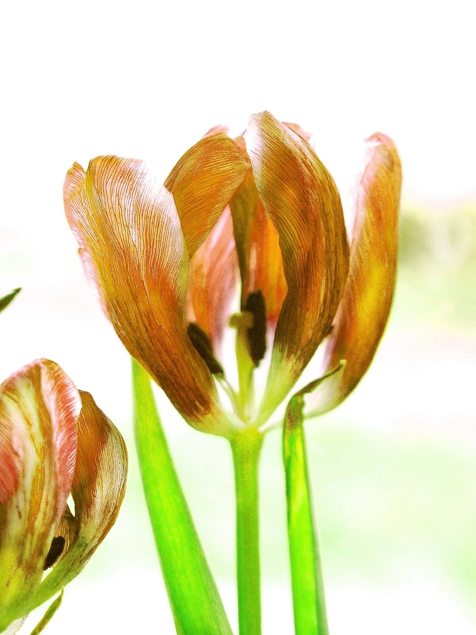 Olympus PEN E-PL5 sample photo. Tulipan photography