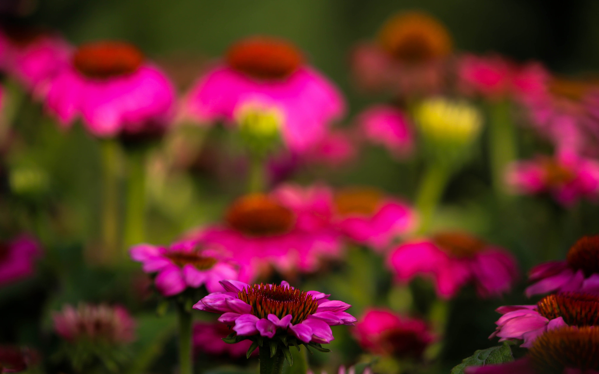 Canon EF-S 55-250mm F4-5.6 IS II sample photo. How deep is your love... photography