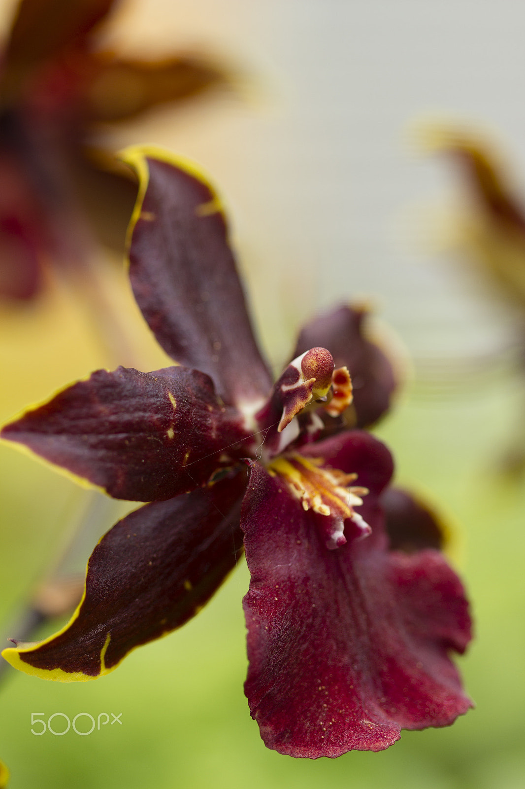 Canon EF 100mm F2.8 Macro USM sample photo. Amazed look ? photography
