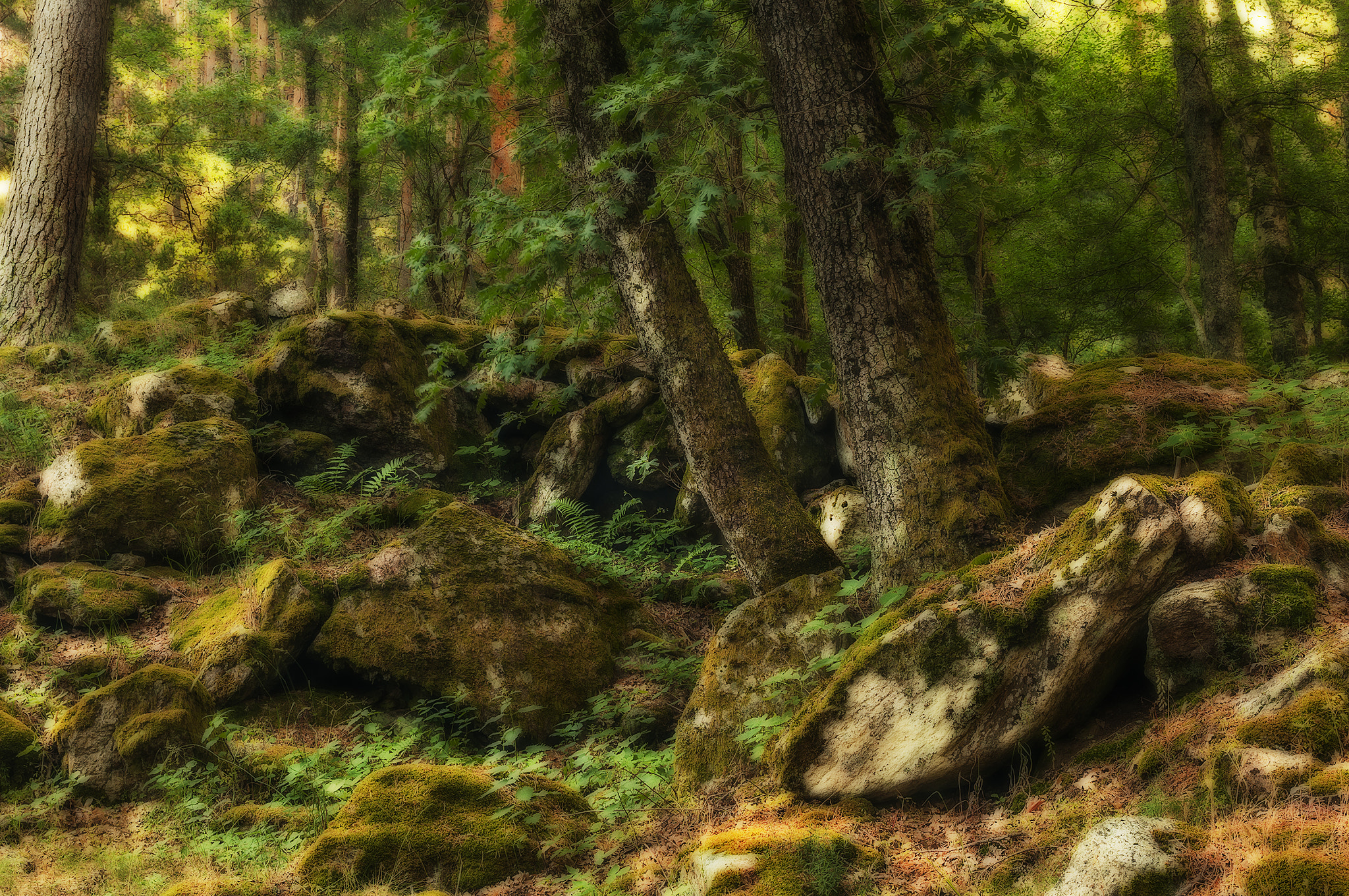 Sigma 17-50mm F2.8 EX DC OS HSM sample photo. 666canenci photography