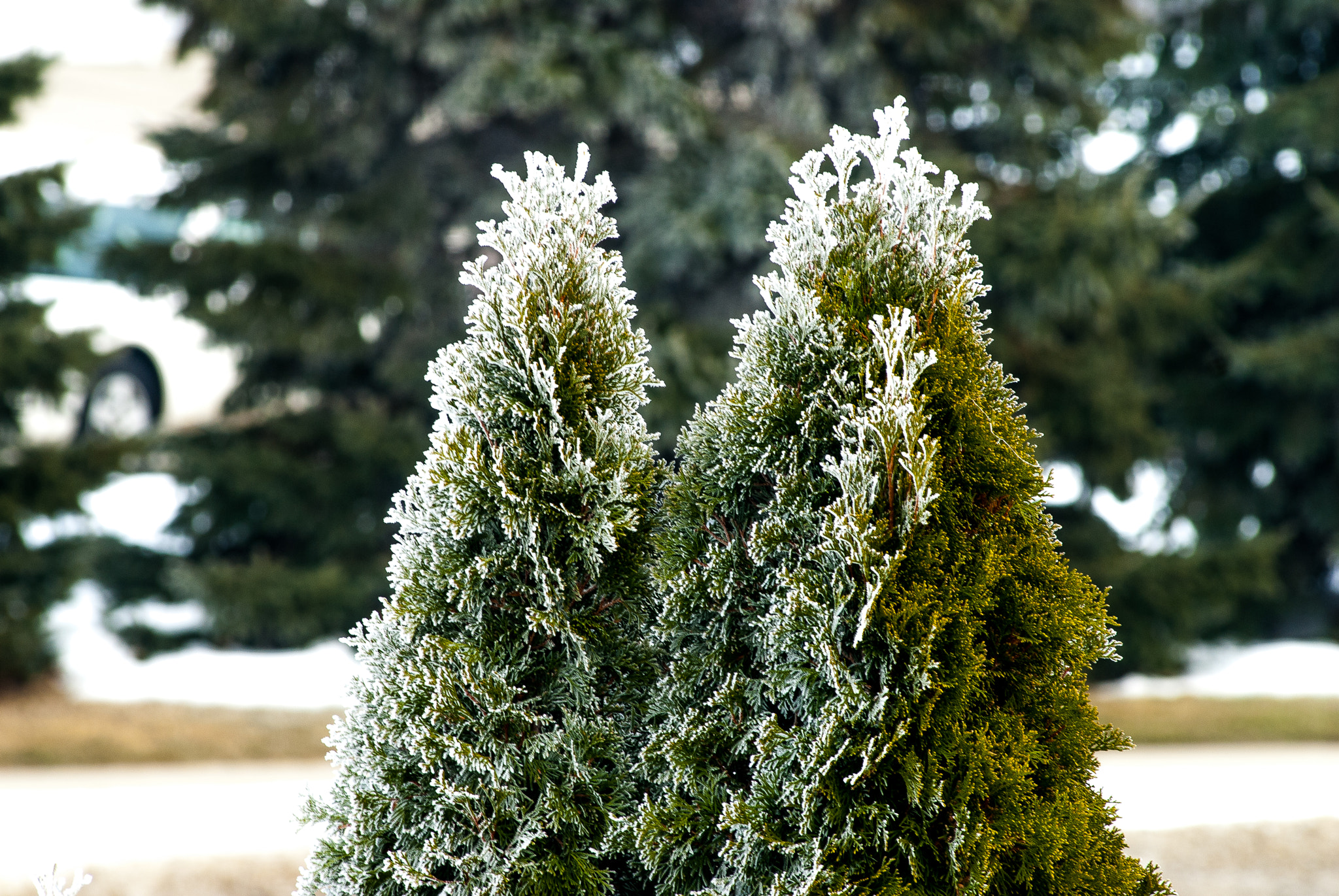 AF Zoom-Nikkor 80-200mm f/2.8 ED sample photo. Frosted leaves photography
