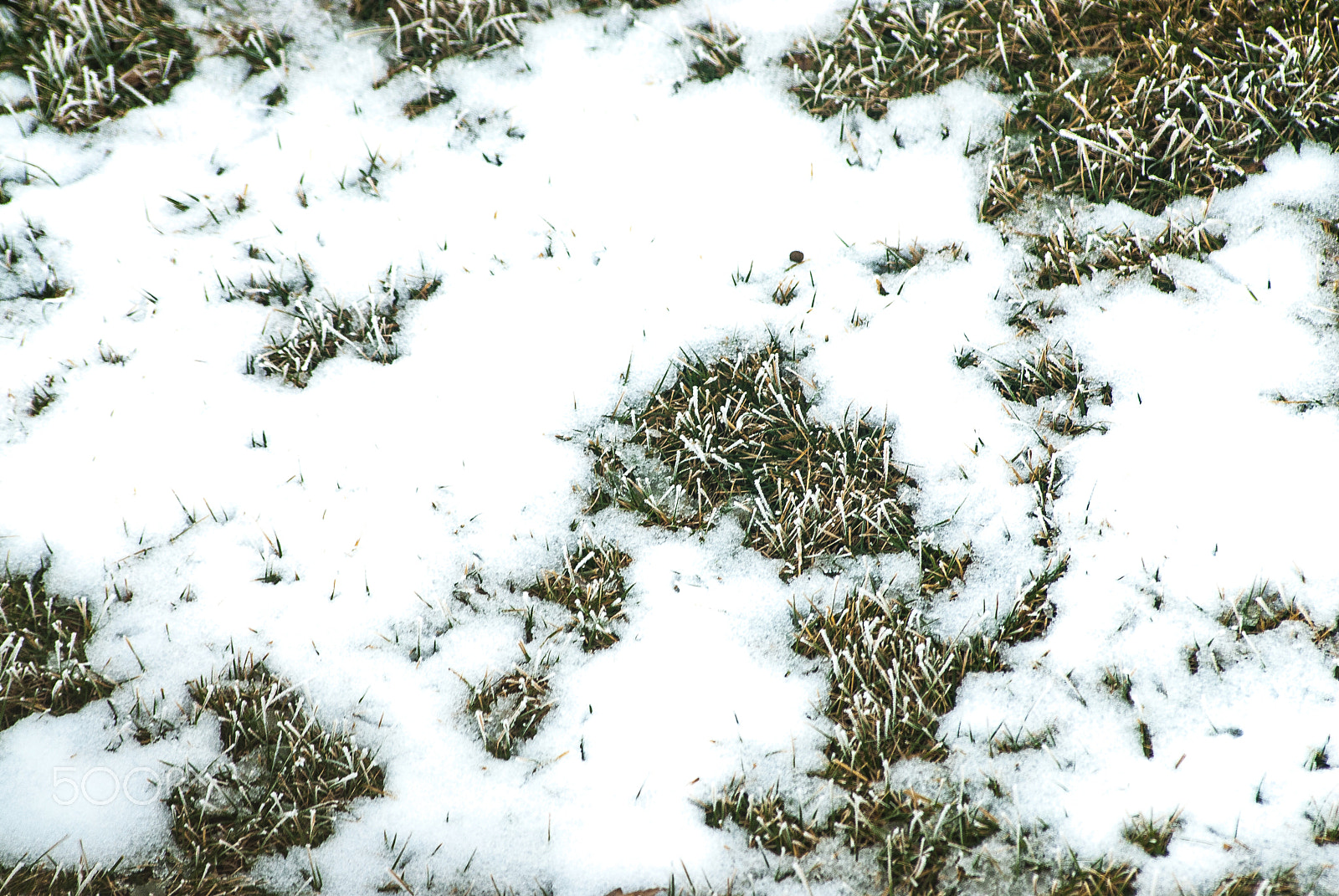 Nikon D200 sample photo. Frosted grass photography