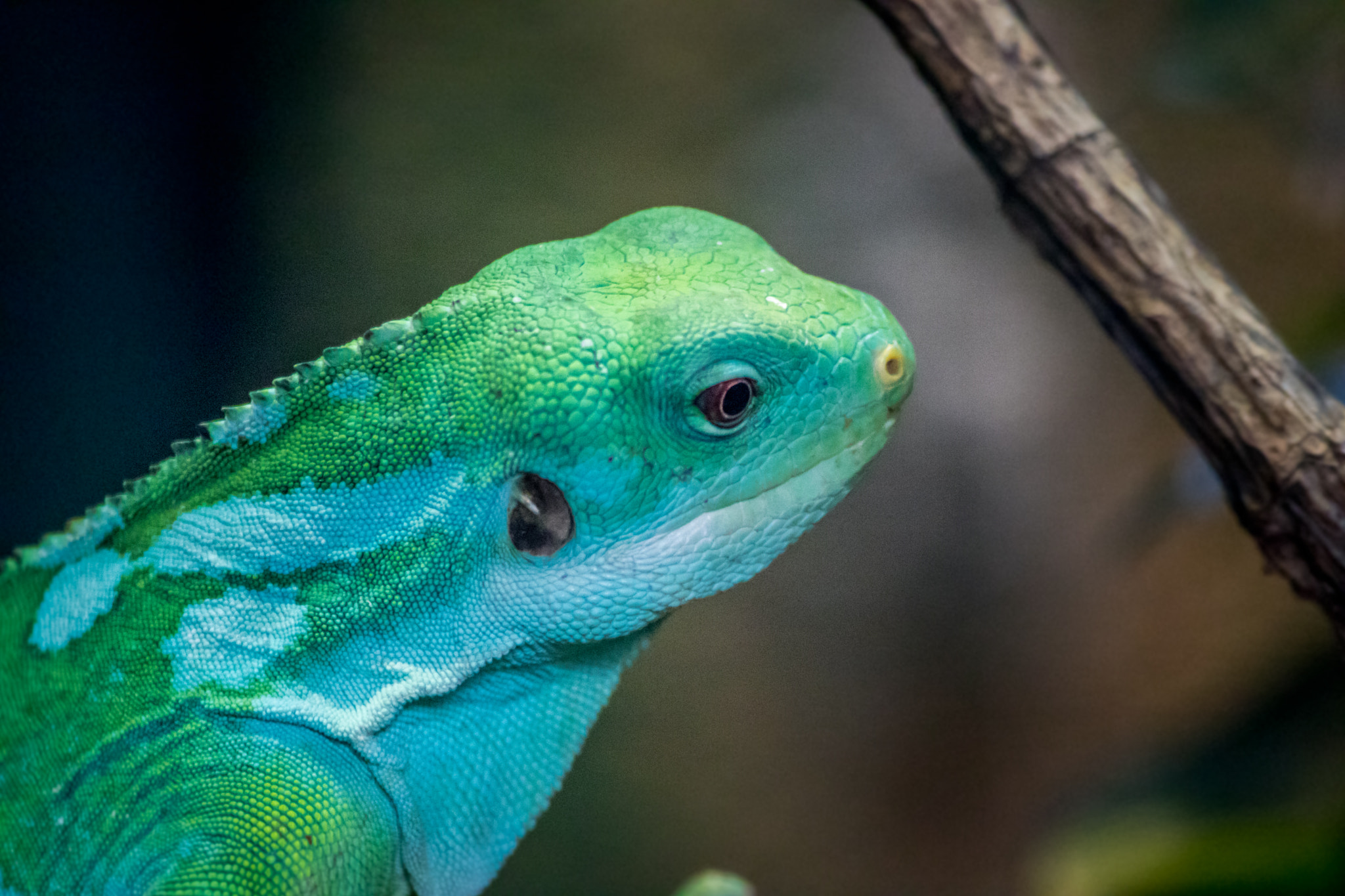 Canon EOS 750D (EOS Rebel T6i / EOS Kiss X8i) sample photo. Colourful lizard photography