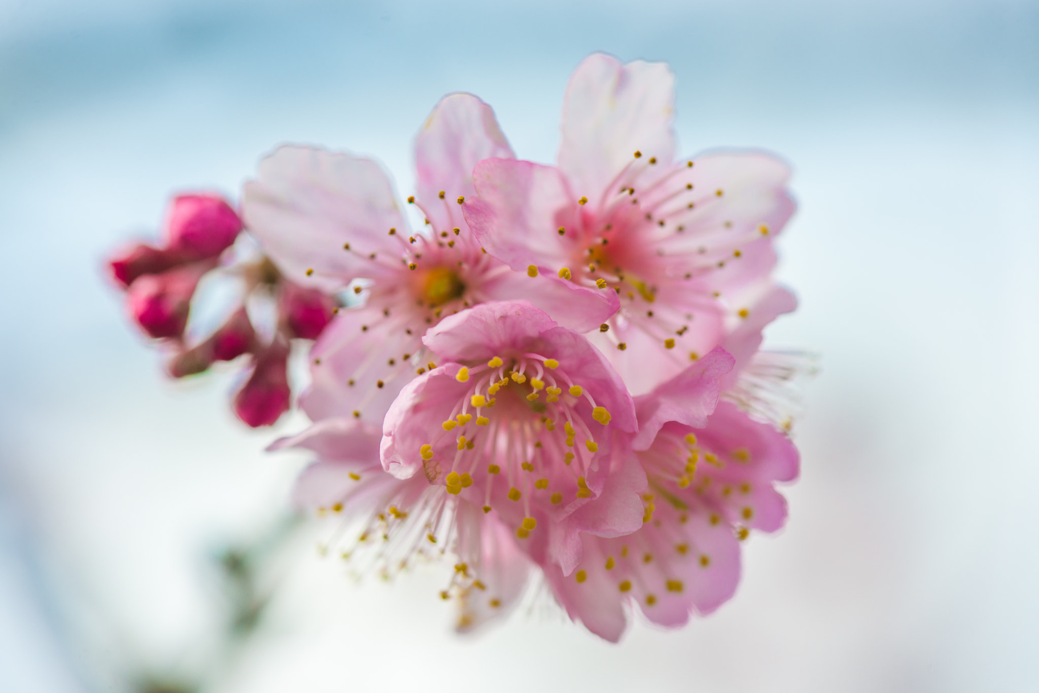 Nikon AF-S Micro-Nikkor 105mm F2.8G IF-ED VR sample photo. Dsc photography