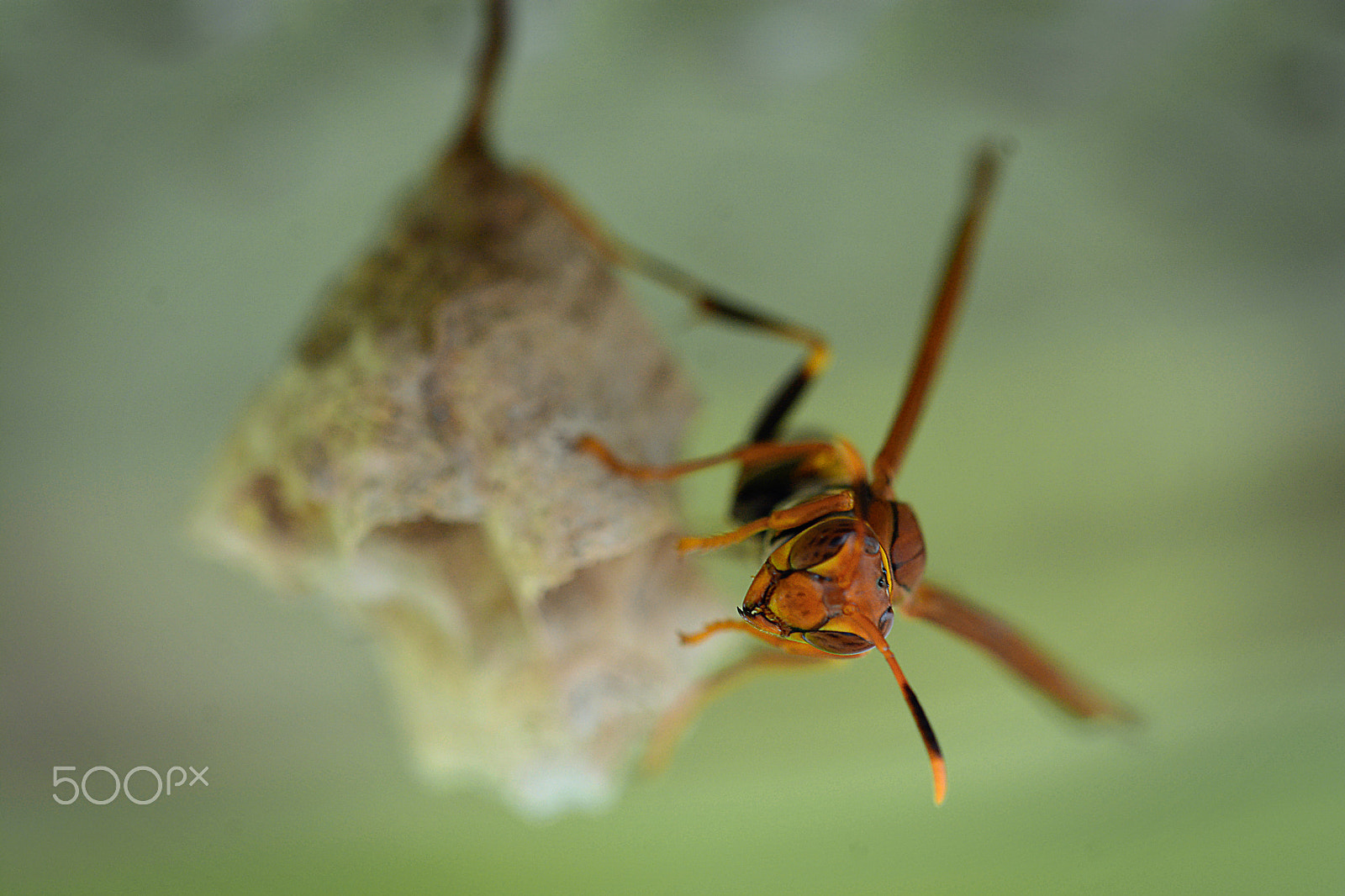 Sigma 150mm F2.8 EX DG Macro HSM sample photo. Tomando conta da cria photography
