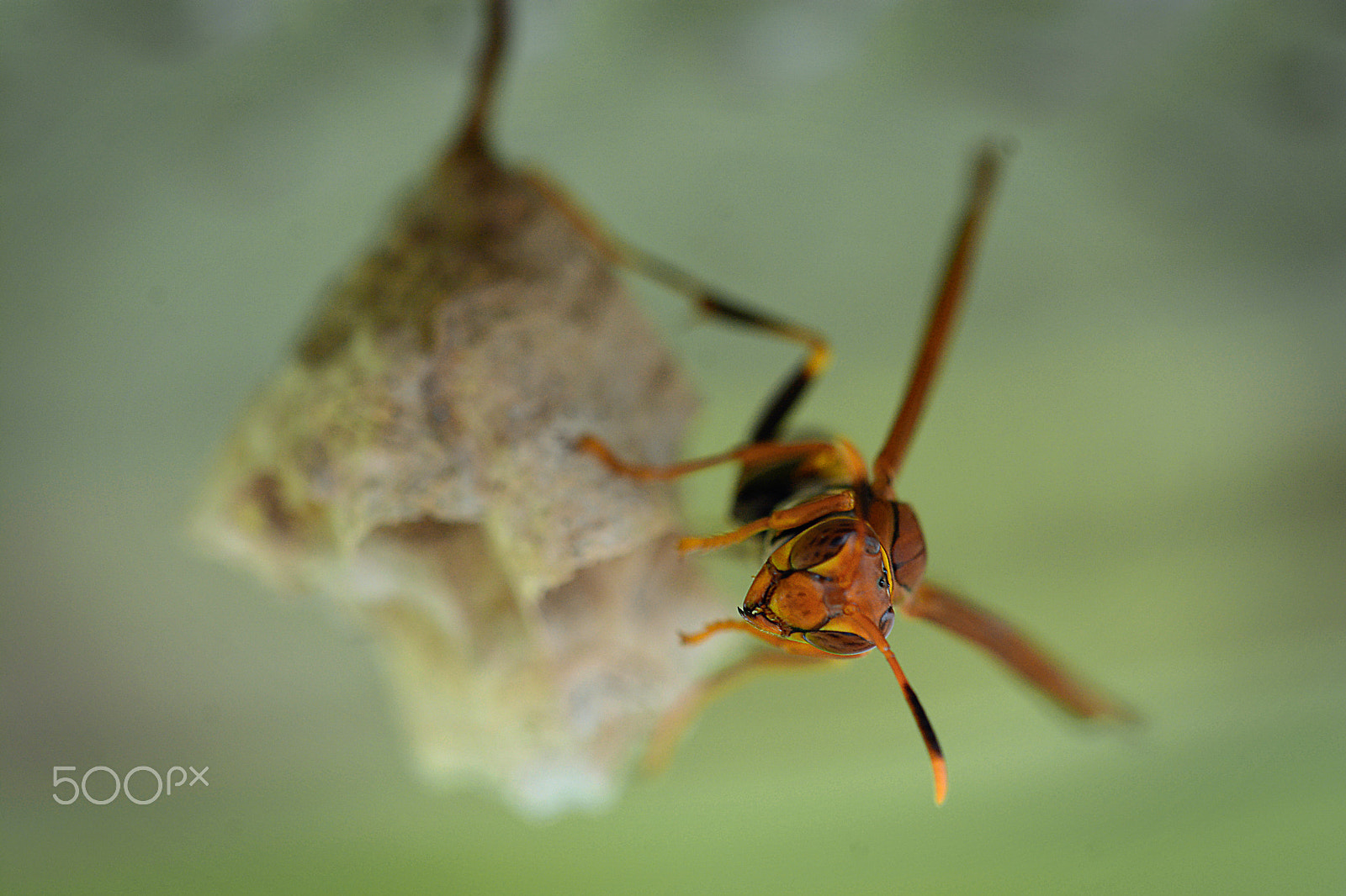 Nikon D7100 + Sigma 150mm F2.8 EX DG Macro HSM sample photo. Tomando conta da cria photography