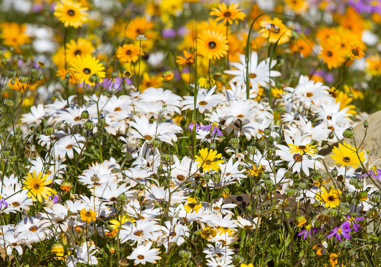 Canon EF 70-200mm F2.8L USM sample photo. White daisies photography