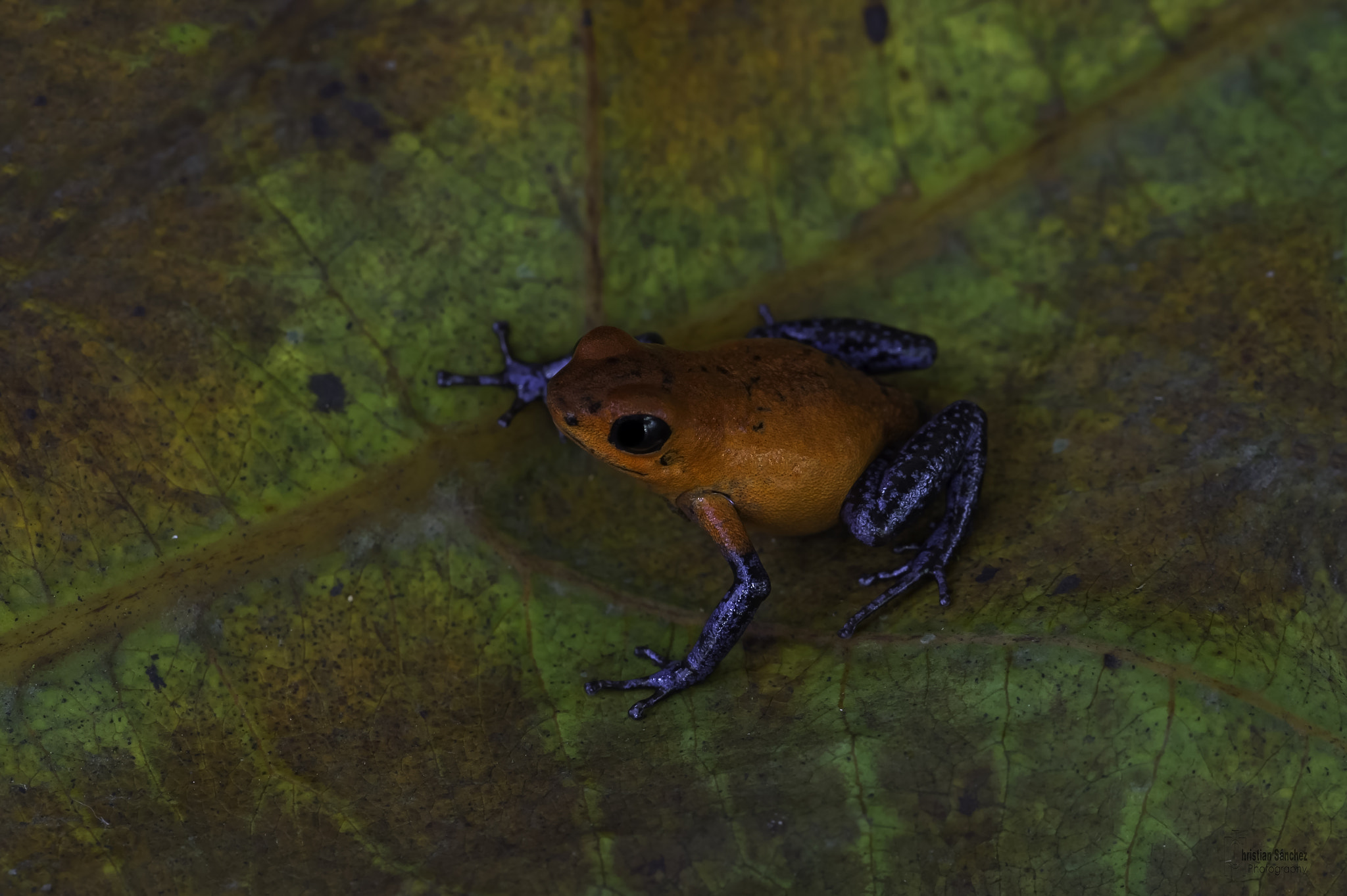 Nikon D4 sample photo. Strawberry poison frog photography