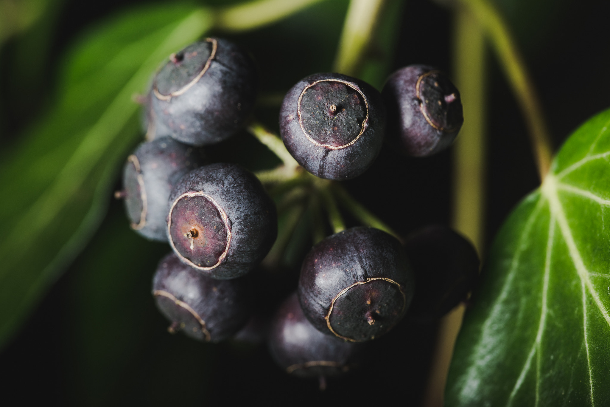 Sigma 105mm F2.8 EX DG OS HSM sample photo. Feb outd set ivy berries photography