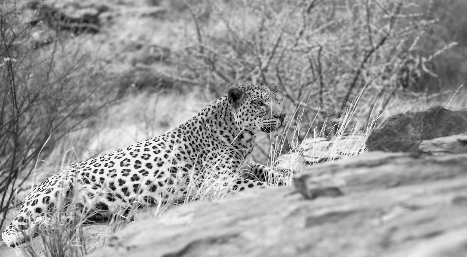 Canon EF 70-200mm F2.8L USM sample photo. Induna leopard photography