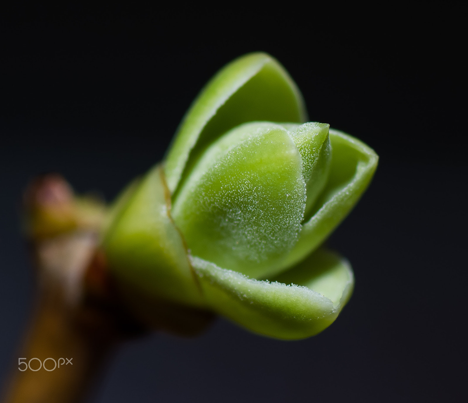 Nikon D7200 + Tamron SP 90mm F2.8 Di VC USD 1:1 Macro sample photo. Spring sprout photography